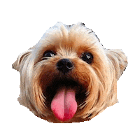 puppy panting Sticker