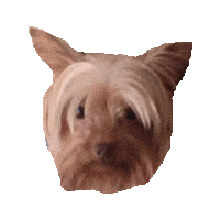 yorkie STICKER by imoji