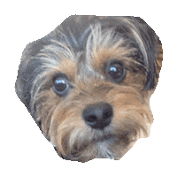 yorkie STICKER by imoji