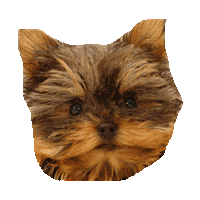 yorkie STICKER by imoji