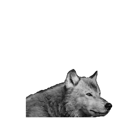 Gray Wolf Sticker by Defenders of Wildlife