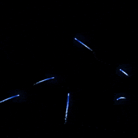 trashpandasbaseball minor league baseball rctp trashpandas rocketcity GIF