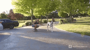 skating julian smith GIF by Bodybuilding.com