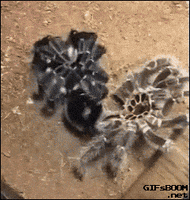 spiders GIF