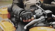BlackBearDiner racing bear motorcycle letsgo GIF