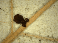 Tick Lyme Disease GIF by Ansel Oommen