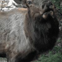 Forest Calling GIF by Nature on PBS