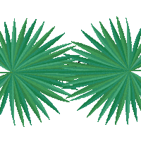 BoaSorte sushi fusion salmon tuna Sticker