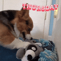 Thursday Corgi GIF