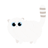 qsera cat kitten meow Quinton Sticker