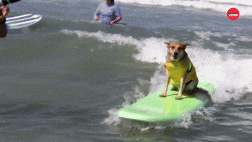 Dog Surfing Competition