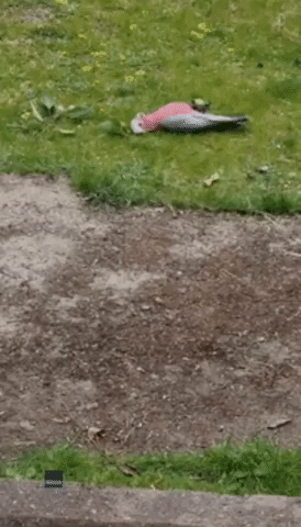 Entertaining Galah Goes Nuts for a Gumnut