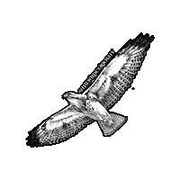 Soar Black And White Sticker by The Wild Curiosity