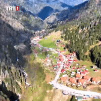 House Tree GIF by TRT