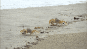 Beach Abc GIF by Bachelor in Paradise