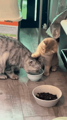 cuteanimalland giphyupload GIF