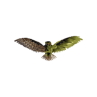 Owl Sticker