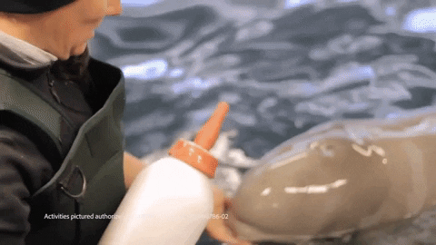 AlaskaPublicMedia giphygifmaker baby bottle whale GIF
