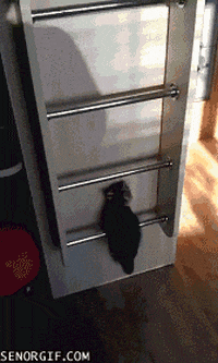 best of week cat GIF by Cheezburger