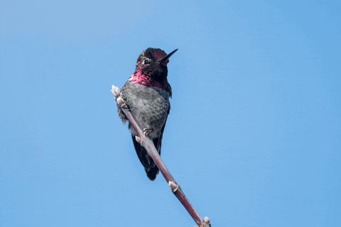 jonathaneisen giphyupload hummingbirds davisca GIF