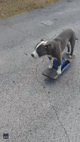 Pit Bull Cruises Down Florida Street on Electric Skateboard