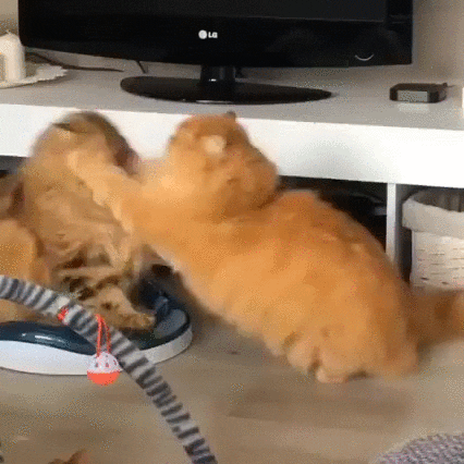 cat fight GIF