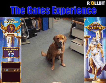 Asuxus giphyupload gambling rollbit gates of olympus GIF