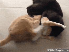 Video gif. A black cat and an orange cat tangled up and fighting, kicking each other.