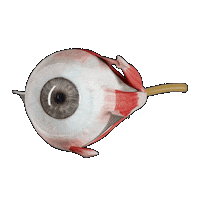 3d4medicalfromelsevier heart 3d skull skeleton Sticker