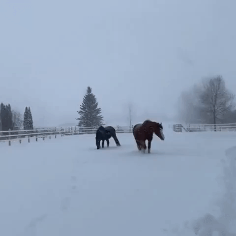 Horses Roam Across Ranch During Fresh Snowfall in Quebec, Canada