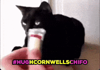 The Stranglers Cat GIF