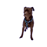Judge Pitbull Sticker by JSRanchDogDesigns