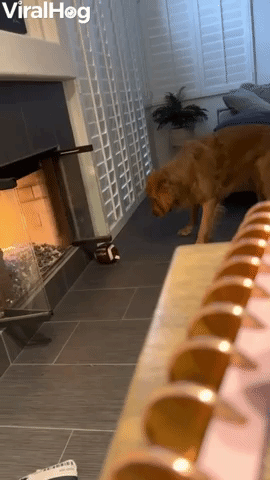 Fireplace Gives Pup Pause