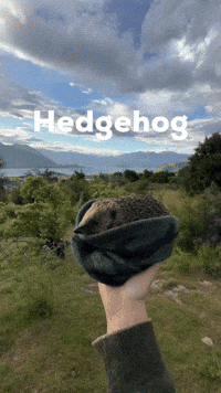 Davidbarnez hedgehog GIF