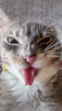 iamrigbycat cat rock and roll rigby rigbycat GIF