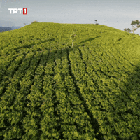 Tea Drone GIF by TRT