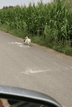 cuteanimalland giphyupload GIF