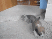 puppy kitten GIF