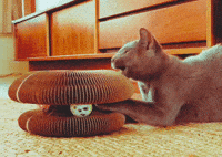 Cat Vintage GIF