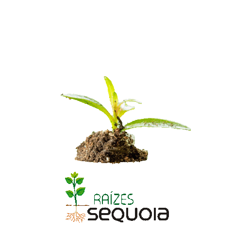 sequoialog transporte logistica sequoia sequoialogistica Sticker