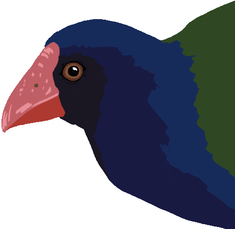New Zealand Nz Birds Sticker by Melissa Boardman