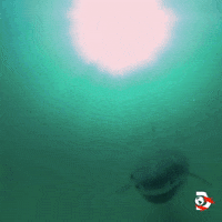 Great White Swimming GIF by Shark Week
