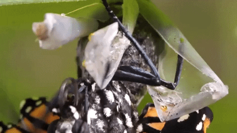 Monarch Butterflies Fly GIF by PBS Digital Studios
