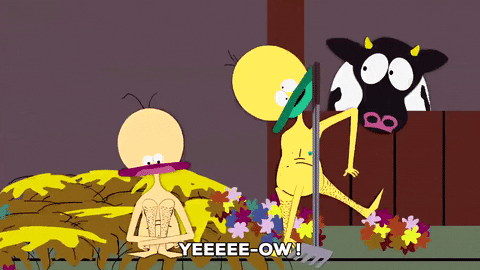excited cow GIF by South Park 