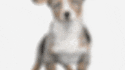 Puppy Contribute GIF by SurveyMonkey