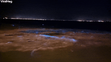 Bioluminescent Algae Bloom in Brisbane, Australia
