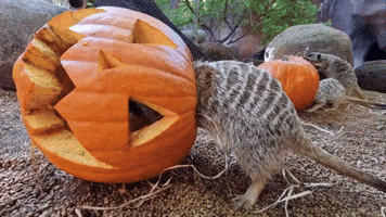 Animals at Perth Zoo Get Into Halloween Spirit with Special Snacks
