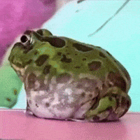Bull Frog Hello GIF by Respective