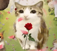 Meowl GIF