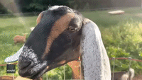 Goats Keep Close Eye on Great Dane Puppy at Maine Farm